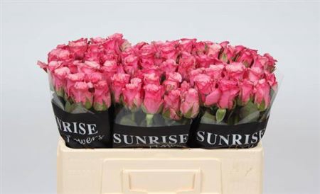 <h4>R Gr Ov Rosa Romanza</h4>