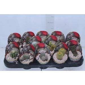 CACTUS RAIZ PROPRIA P11