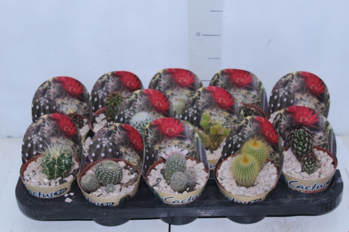 <h4>CACTUS RAIZ PROPRIA P11</h4>