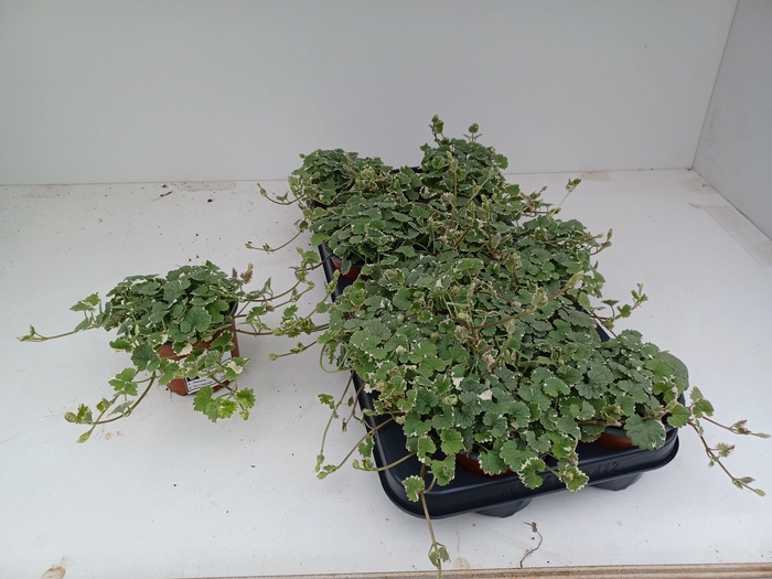 <h4>GLEC HEDERACEA</h4>