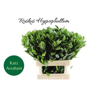 Ruscus Hypophyllum