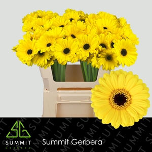 Germini Sunshine Water x60