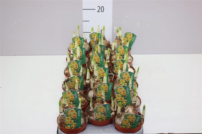 <h4>Narcis Bright Day</h4>