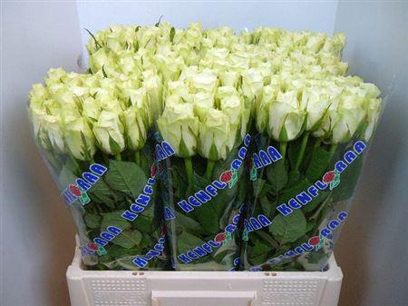 <h4>R Gr Athena</h4>