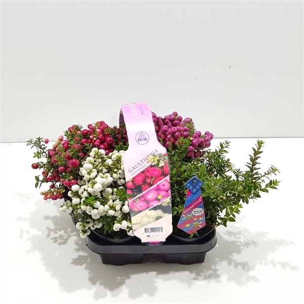 <h4>Gaultheria mucronata 4-everpack (met man)</h4>