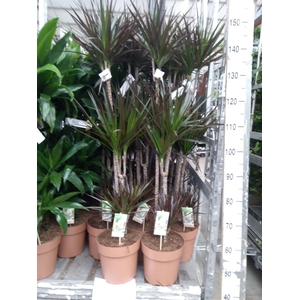 Dracaena marg. 'Magenta'
