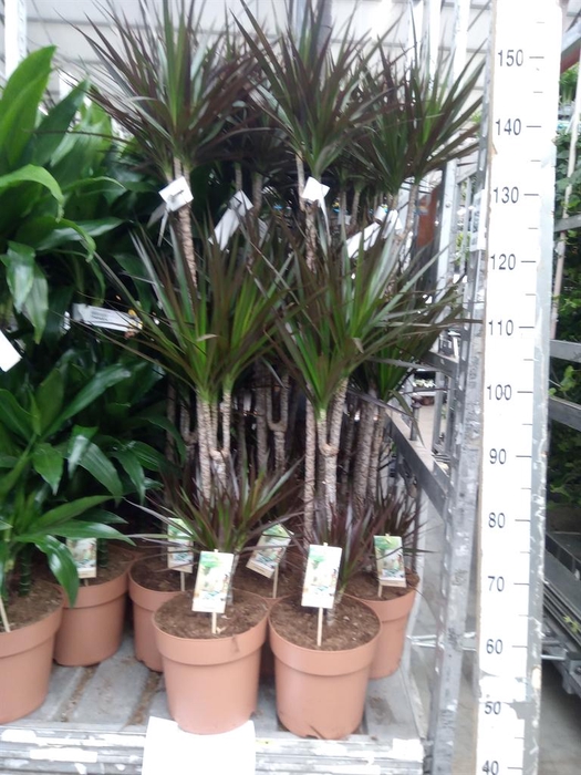 <h4>Dracaena marg. 'Magenta'</h4>