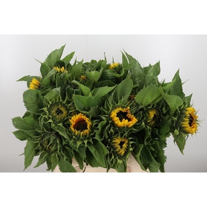 Helianthus Sunrich Orang