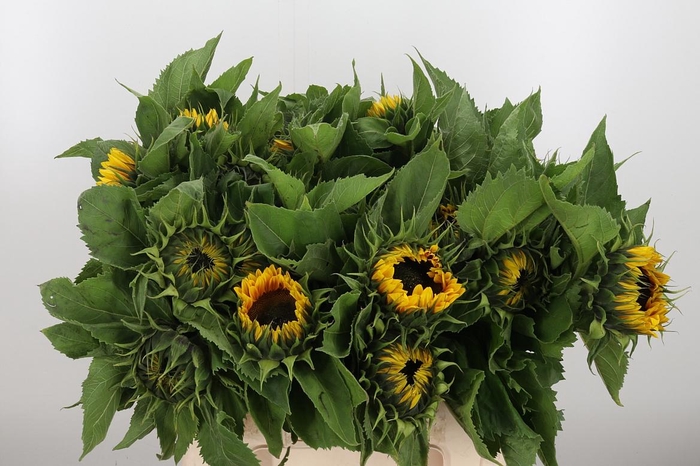 <h4>Helianthus Sunrich Orang</h4>