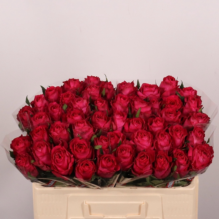 <h4>R Gr Madam Cerise</h4>