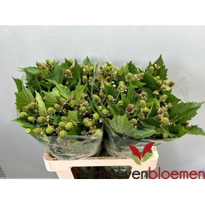 RUBUS FR CHESTER