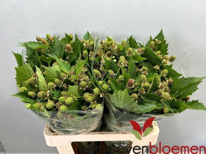 <h4>RUBUS FR CHESTER</h4>