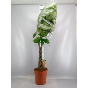 Pachira aquatica