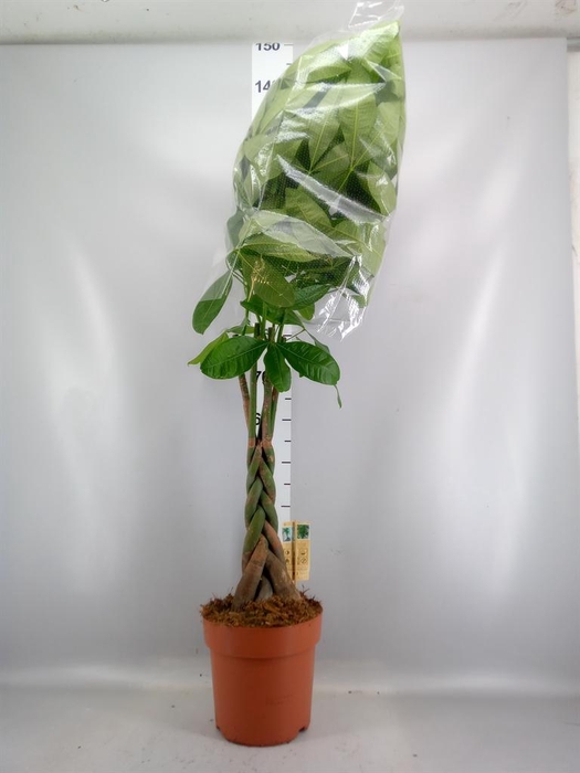 <h4>Pachira aquatica</h4>
