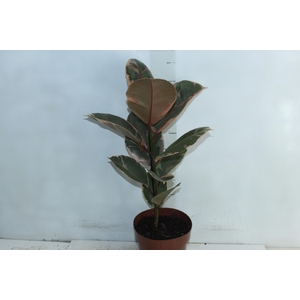 FICUS ELASTICA RUBY P17