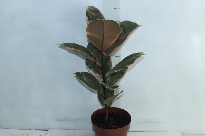 <h4>FICUS ELASTICA RUBY P17</h4>