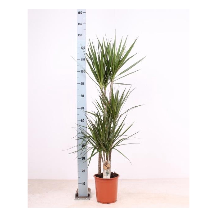 <h4>DRA MARGINATA</h4>