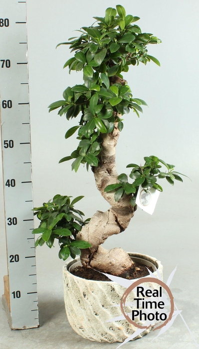 <h4>FIC MI GINSENG</h4>