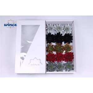 Echeveria Paint Christmas Mix (wincx) Cutfl Wincx-