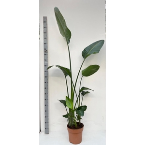 STRELITZIA NICOLAI