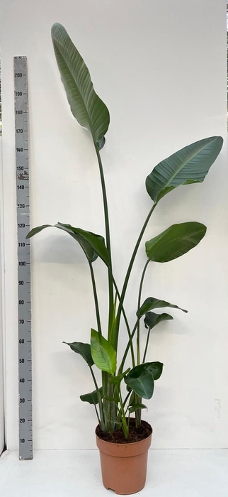 <h4>STRELITZIA NICOLAI</h4>
