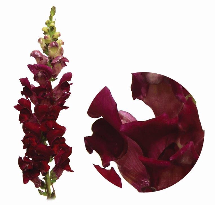 BOCA DE LEAO POTOMAC RED 080 CM