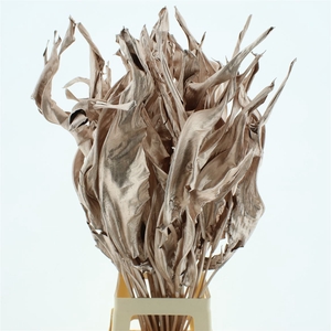 Dried Strelitzia Leafs Klb Champagne