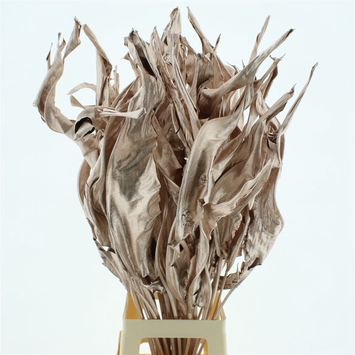 <h4>Dried Strelitzia Leafs Klb Champagne</h4>