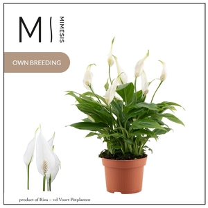 Spathiphyllum Chopin - 10.5cm | Mimesis