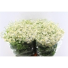 Tanacetum Single Vegmo