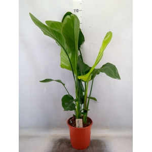 Strelitzia nicolai