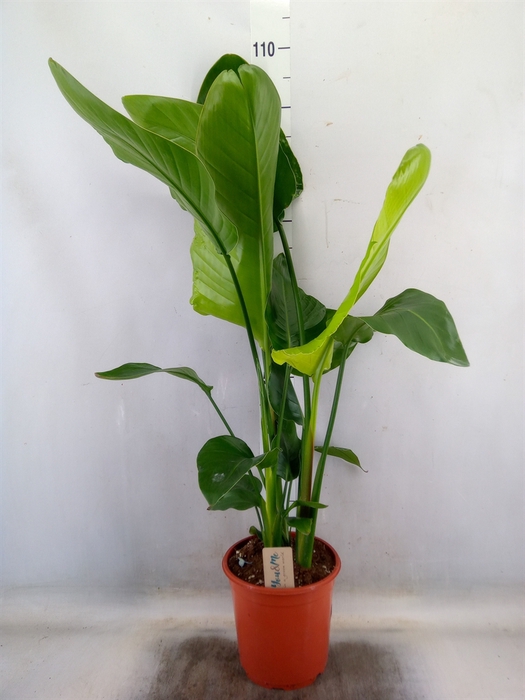 <h4>Strelitzia nicolai</h4>