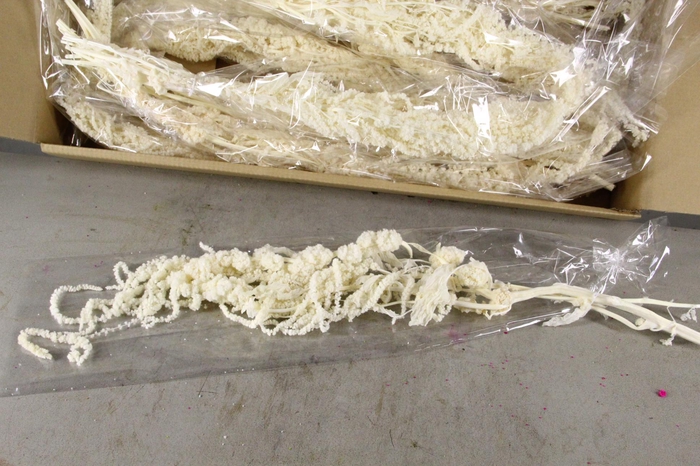 <h4>PF Amaranthus Hang Bleach Bs</h4>