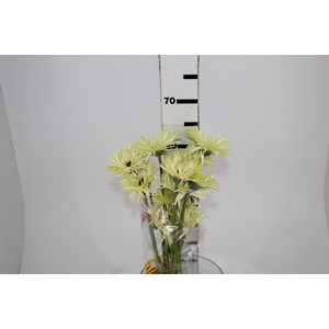 GERBERA SPIDER NOBLE > 050 CM > 10 CM DIAM