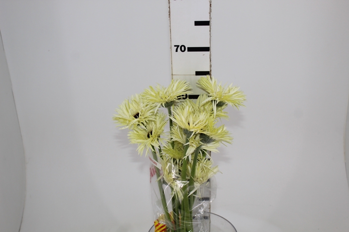 <h4>GERBERA SPIDER NOBLE > 050 CM > 10 CM DIAM</h4>