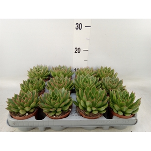 Echeveria agavoides