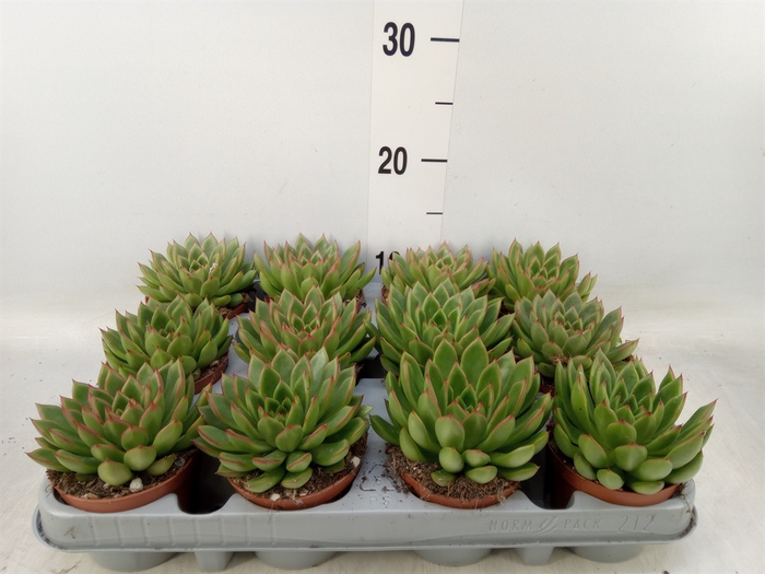 <h4>Echeveria agavoides</h4>