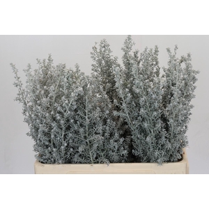 Kochia (Maireana Sedifolia)