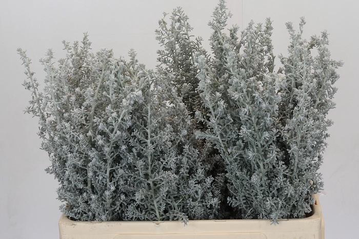 <h4>Kochia (Maireana Sedifolia)</h4>