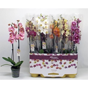 Phalaenopsis   ...mix 10