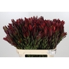 Leucadendron Safari Sunset