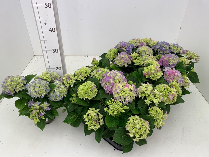 <h4>HYDR M EARLY</h4>