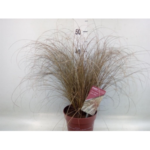Carex comans 'Bronze Form'
