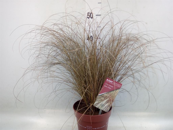 <h4>Carex comans 'Bronze Form'</h4>