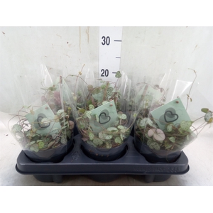 Ceropegia woodii ssp. woodii