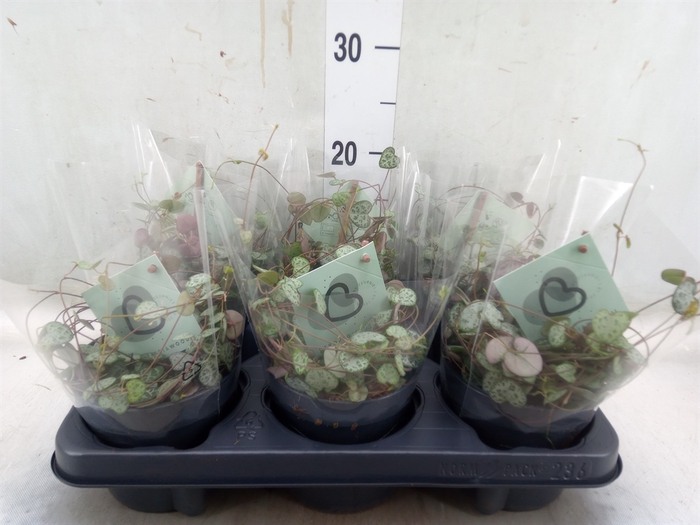 <h4>Ceropegia woodii ssp. woodii</h4>