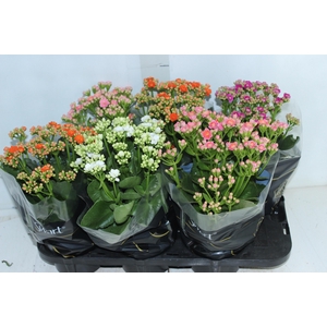 KALANCHOE DOBRADO P15