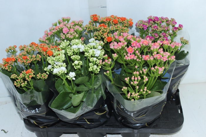 <h4>KALANCHOE DOBRADO P15</h4>