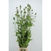 DIPSACUS XL