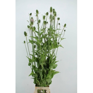 DIPSACUS XL